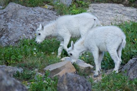 Baby Goats