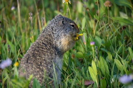 Ground Squirrel