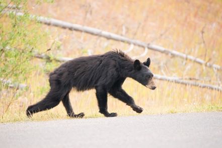 Young Black Bear