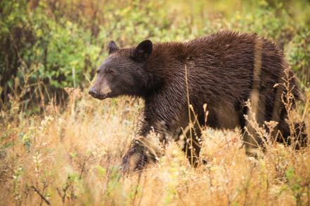 Black Bear