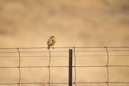 Meadow Lark