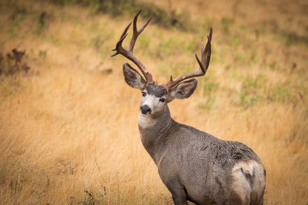 Mule Deer