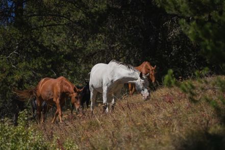 Grazing Horses