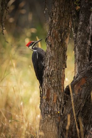 Pilieated Woodpecker