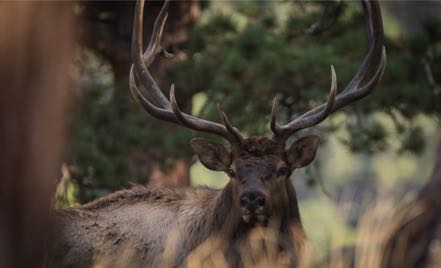 Bull Elk Close-Up