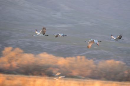 Blurry Cranes in Flight