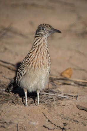 Roadrunner