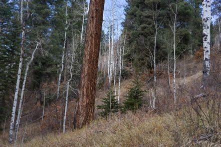 Santa Fe Forest