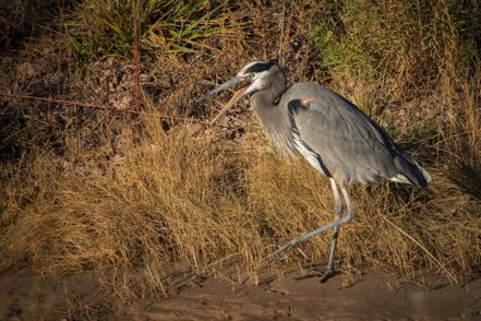 Testy Heron