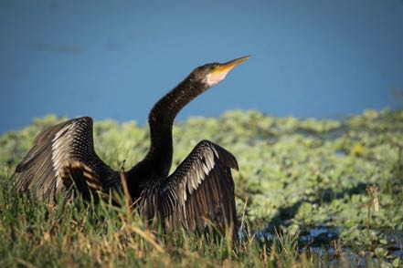 Anhinga