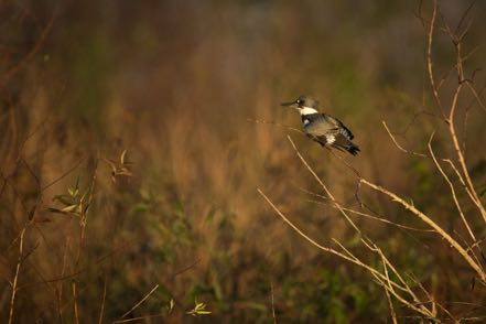 Belted Kingfisher