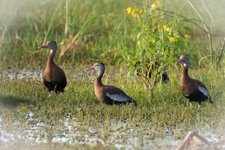 Black-Bellied Whistling Duck