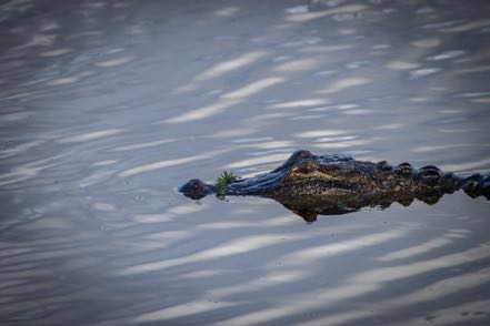 Christmas Gator