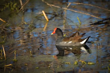 Common Gallinule