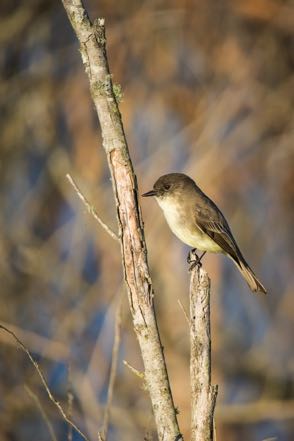 Eastern Phoebe