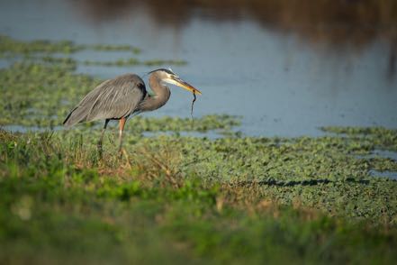 Great Blue Heron with Snake