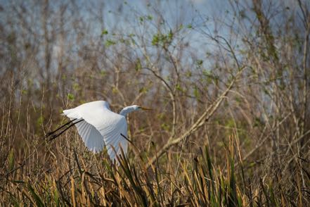 Great Egret