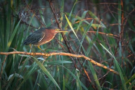 Green Heron