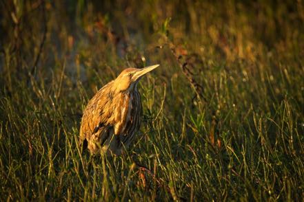 Immature Black-Crowned Night Heron