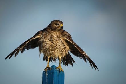 Red-Shouldered Hawk