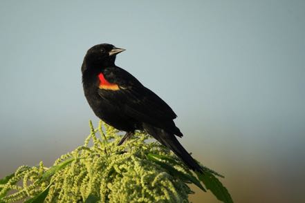 Red-Winged Blackbird