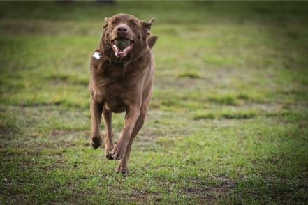 Brown Dog