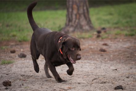 Dark Brown Dog