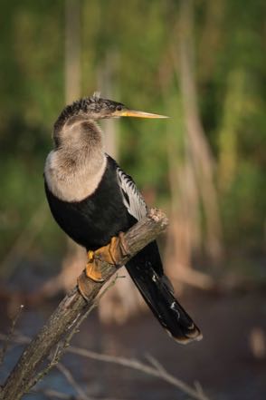 Anhinga