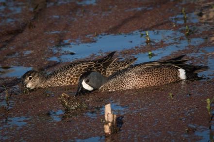 Blue-Winged Teal