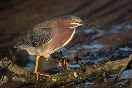 Green Heron