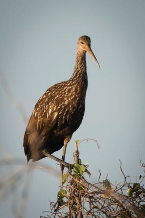 Limpkin