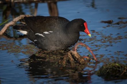 Male Common Gallinule