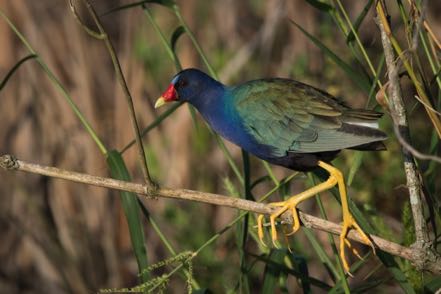 Purple Gallinule