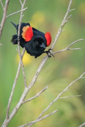 Red-Winged Blackbird