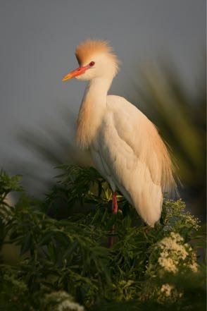 Cattle Egret