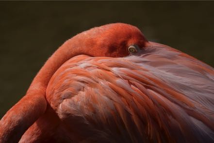 Flamingo Eye