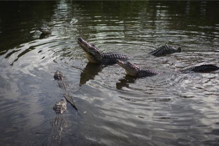 Gators