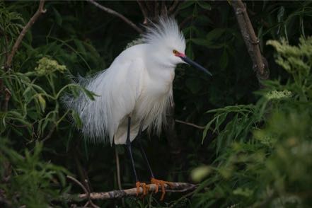 Snowy Egret