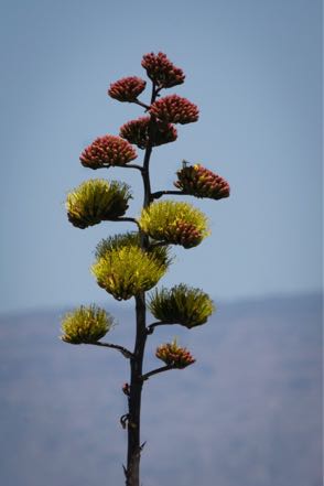 Century Plant in Bloom