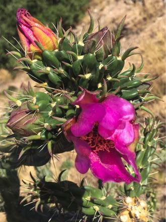 Flowering Cactus