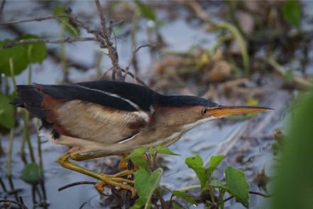 Least Bittern