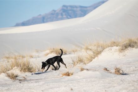 Dune Dog