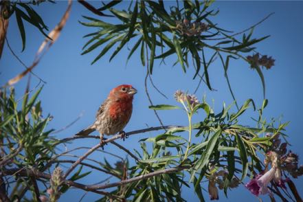 House Finch