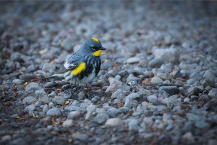 Audubon's Warbler