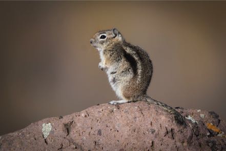 Chipmunk