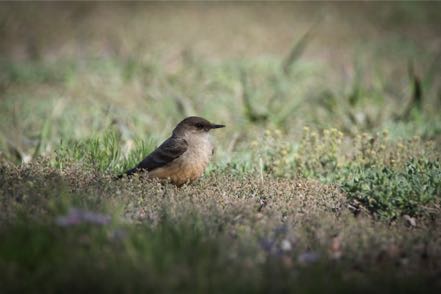 Say's Phoebe