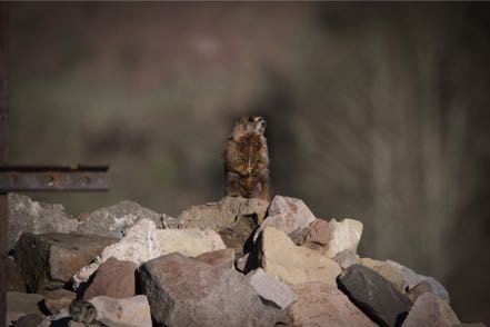 Yellow-Bellied Marmot Sentinel