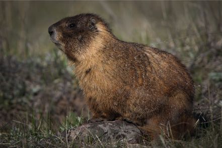 Yellow-Bellied Marmot