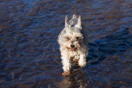 Mitzy at Great Sand Dunes