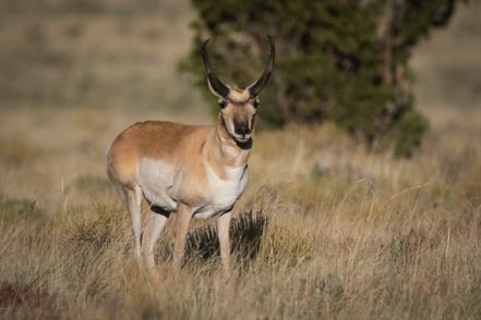 Pronghorn